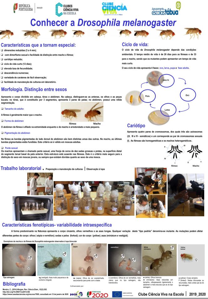 drosophila2